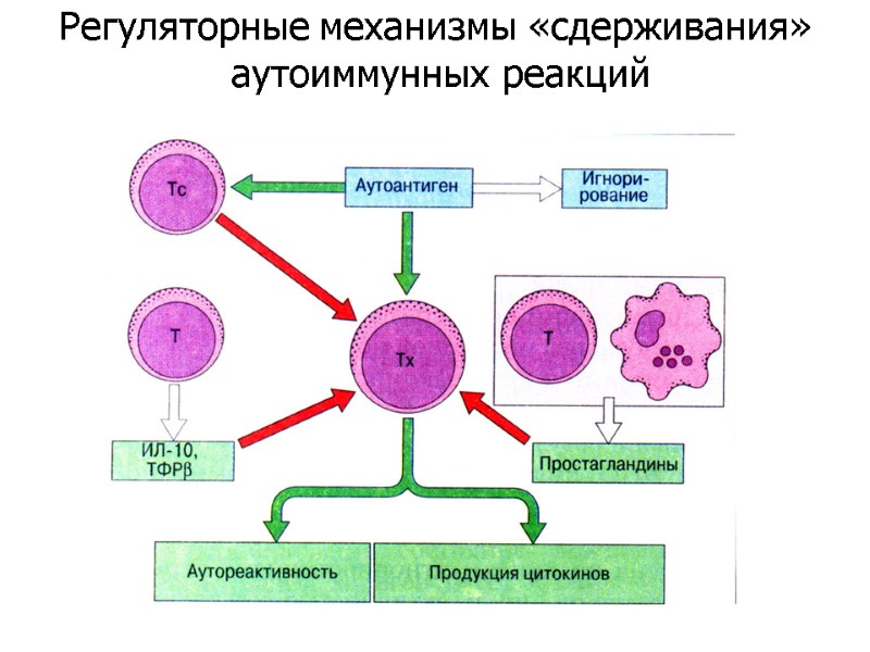 Регуляторные механизмы «сдерживания»  аутоиммунных реакций